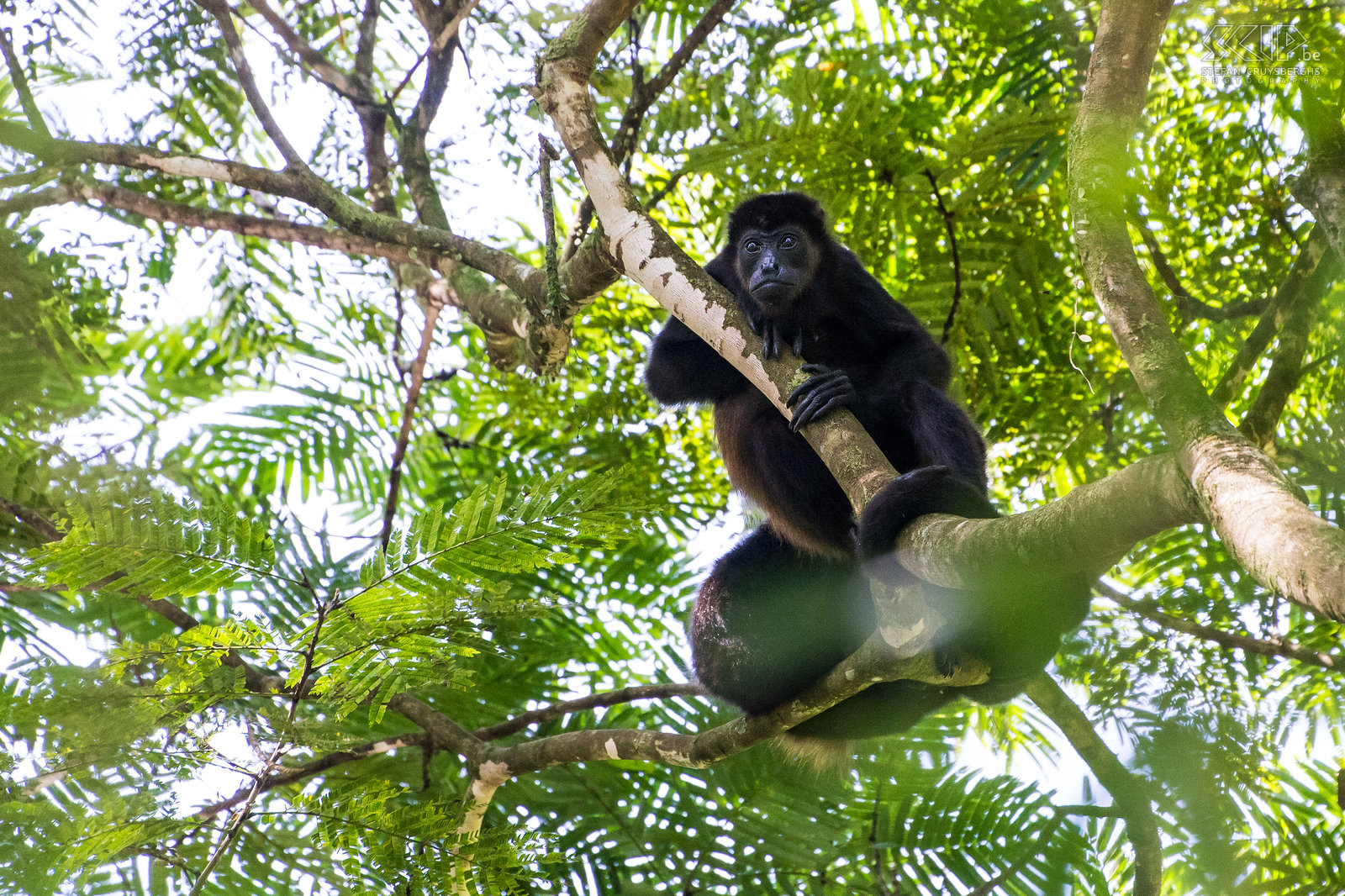 La Selva - Mantelbrulaap De mantelbrulaap (mantled howler monkey, alouatta palliata) is een aap uit de familie der brulapen, ook bekend als breedneusapen. Het is  een van de grootste apen in Midden-Amerika en mannetjes kunnen tot 9.8kg wegen. Ze voelen zich het meest thuis in bosrijke gebieden zoals mangroven en regenwouden. Deze apen besteden het grootste deel van hun tijd aan rusten en slapen. Mannetjes hebben een groter tongbeen naast de stembanden en daardoor wordt hun geroep versterkt, zodat ze andere mannetjes kunnen vinden zonder veel energie te verbruiken.<br />
 Stefan Cruysberghs